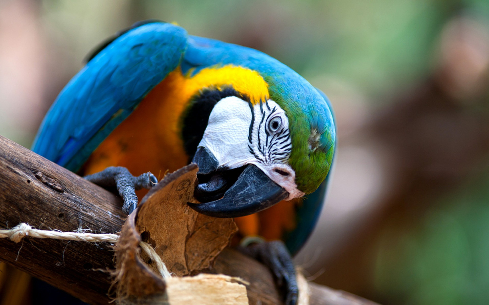 1920x1200 px, สัตว์, นก, macaws, นกแก้ว