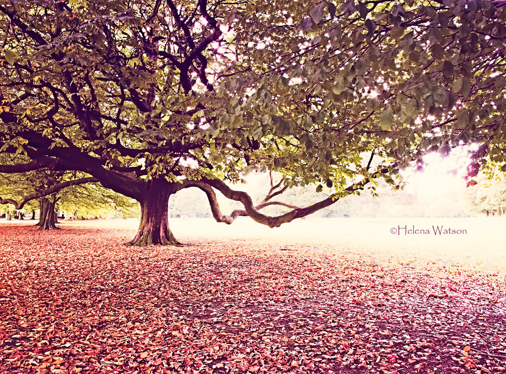 slunečnímu záření, stromy, podzim, listy, západ slunce, Příroda, větev, ráno, Kánon, Třešňový květ, květ, Spojené království, Liverpool, strom, podzim, list, podzimní, květ, rostlina, sezóna, barva, Helly, helenawatson, dřevina, Merseyside, Allerton, G11, southliverpool, springwoodavenue, liverpoolpark, clarkegardens