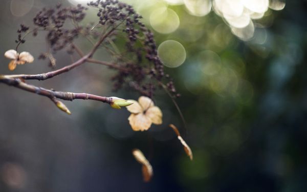spring, green, hydrangea, buds, bokeh, bubblebokeh