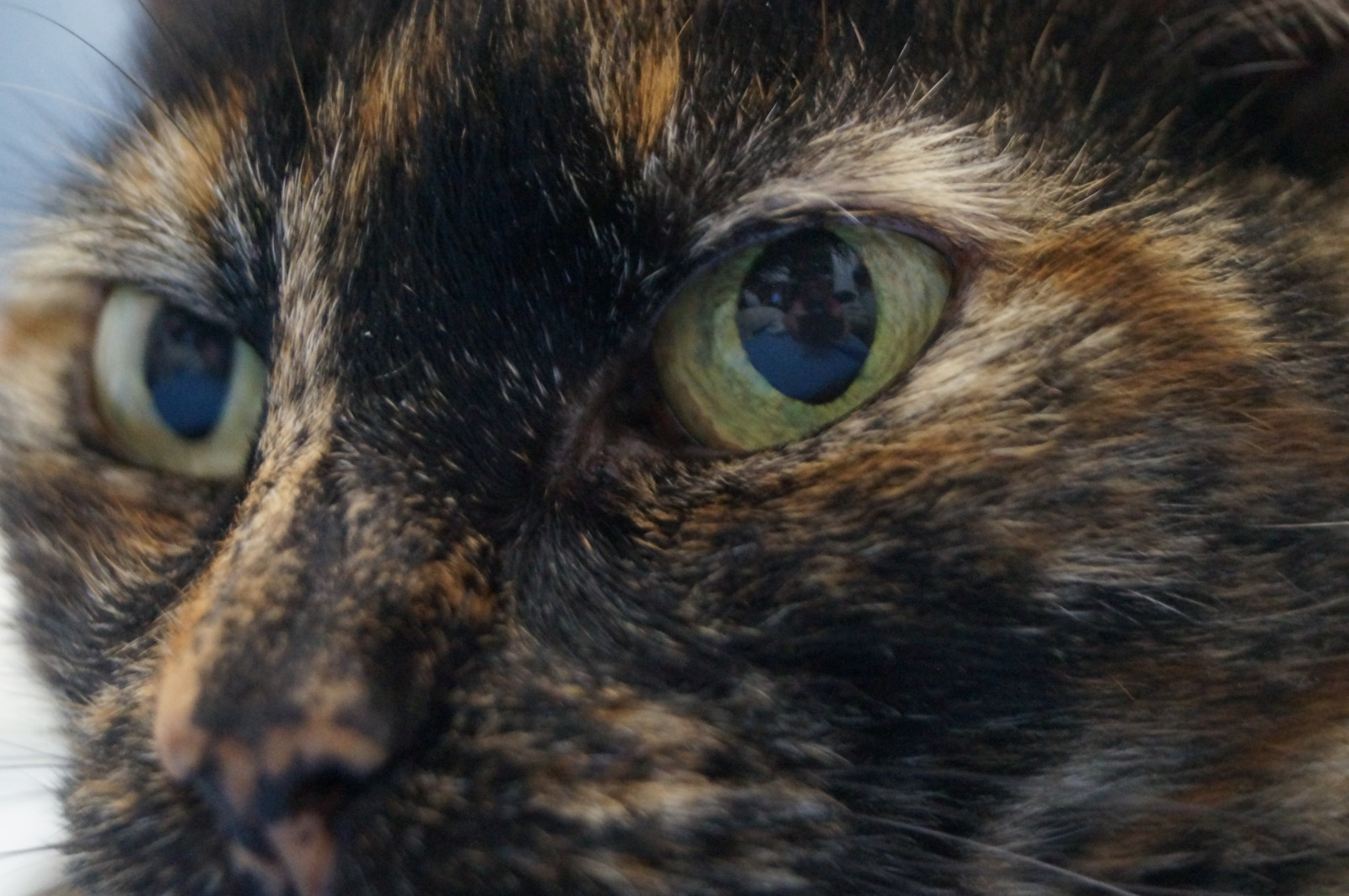 Brazílie, domácí zvíře, minasgerais, Brasil, kočka, Sony, gatos, MG, gato, Belo Horizonte, feliz, alfa, roztomilá kočka, Lindos, gatinho, bh, Fofinho, Gatinhos, Machado, Alexsandra, Fofos, Gatodom stico, sonyalpha, sonyalphadslr, sal1855, Samsungmv800, Slta 37, alexsandramachado