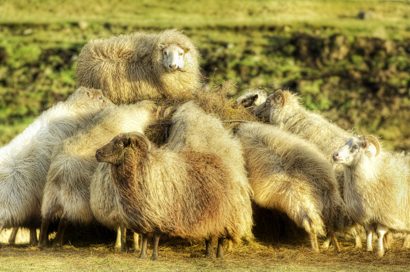 แนวนอน, จิตรกรรม, ธรรมชาติ, หญ้า, ฟิลด์, การถ่ายภาพ, แตร, เหนือจริง, หนาว, ทันสมัย, โคมไฟ, สัตว์ป่า, ฟาร์ม, ช่างภาพ, HDR, พื้นผิว, ผม, Nikon, ไอซ์แลนด์, ขนสัตว์, สดใส, แกะ, อบอุ่น, Twitter, หญ้าแห้ง, ความละเอียด, การจับกุม, เอกลักษณ์, โทน, ยิง, มุม, ศิลปะ, เบา, การเปิดรับ, สวย, สัตว์, สดใส, เย็น, อารมณ์, พื้นหลัง, การสะท้อน, แสง, ตลก, สนุก, อารมณ์, ชนบท, ขอบ, ศิลปิน, แพะ, ฟิลด์, น่าพิศวง, มือโปร, วอลล์เปเปอร์, ตัด, น่ารัก, ภาพ, ขลัง, ภาพ, สมบูรณ์แบบ, สวยงาม, องค์ประกอบ, สัตว์เลี้ยงลูกด้วยนม, รุนแรง, ยิง, กรอบ, ผลงาน, การประมวลผล, การรักษา, top100, d2x, stuckincustoms, treyratcliff, จมูก, ขนแกะ, stack, ไอซ์แลนด์, กิน, ขนสัตว์, ตัด, terrestrial animal