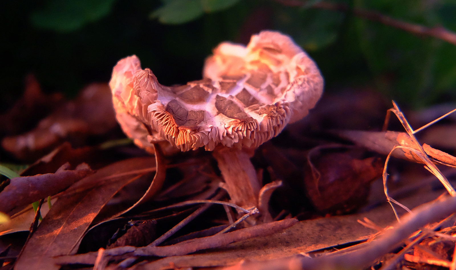 Blumen, Natur, Makro, Pilz, Fujifilm, Pilz, KUNST, Blatt, Blume, Blinkagain, Flora, Flores, Makro, Fuji, Photowalk, Xt1, Flickraward, Ngc, Natura, Flickrstruereflection1, Nationalgeographischen, Bearbeitung, Fotografie, Flor, Sharingart, Parques, Flickrclickx, Melilla, Nahansicht, Makrofotografie, Heilpilz, Organismus, Crazygeniuses, Afotando, Arttate, Genießbarer Pilz, Makros, Makrofotografien, Soulokreativität1, Genius, Makrofotografen, Adilmehmood, Crazygenius, Flickrphotowalk, Fujistas, Fujixt1fujifilm, Photowalkmelilla, Photograpfy, Jocarlo, Clickofart, Pwmelilla, Xt1fuji