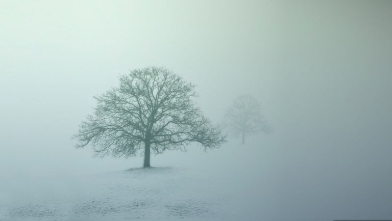 stromy, krajina, Příroda, sníh, zima, fotografování stromy, krajina, Příroda, sníh, zima, fotografování