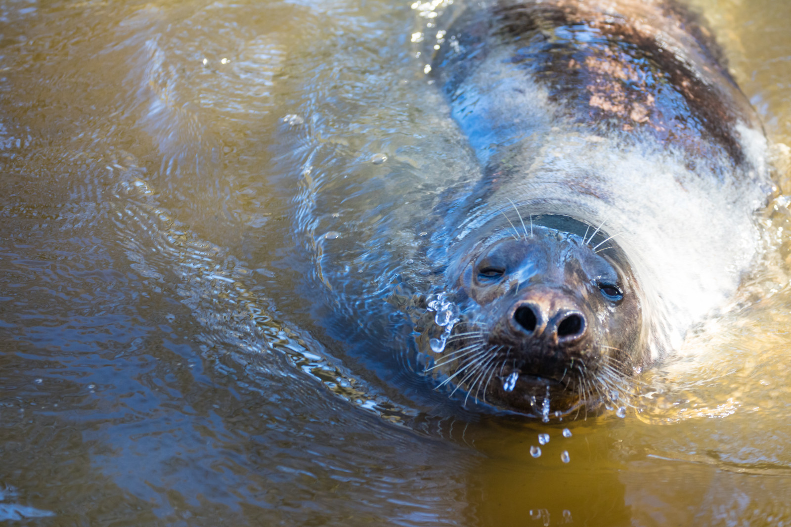Volně žijících živočichů, zoologická zahrada, těsnění, zvíře, DJUR, Djurpark, sk nesdjurpark, těsnění, s l, fauna, savec, obratlovců, mořská biologie, mořští savci, útulek těsnění