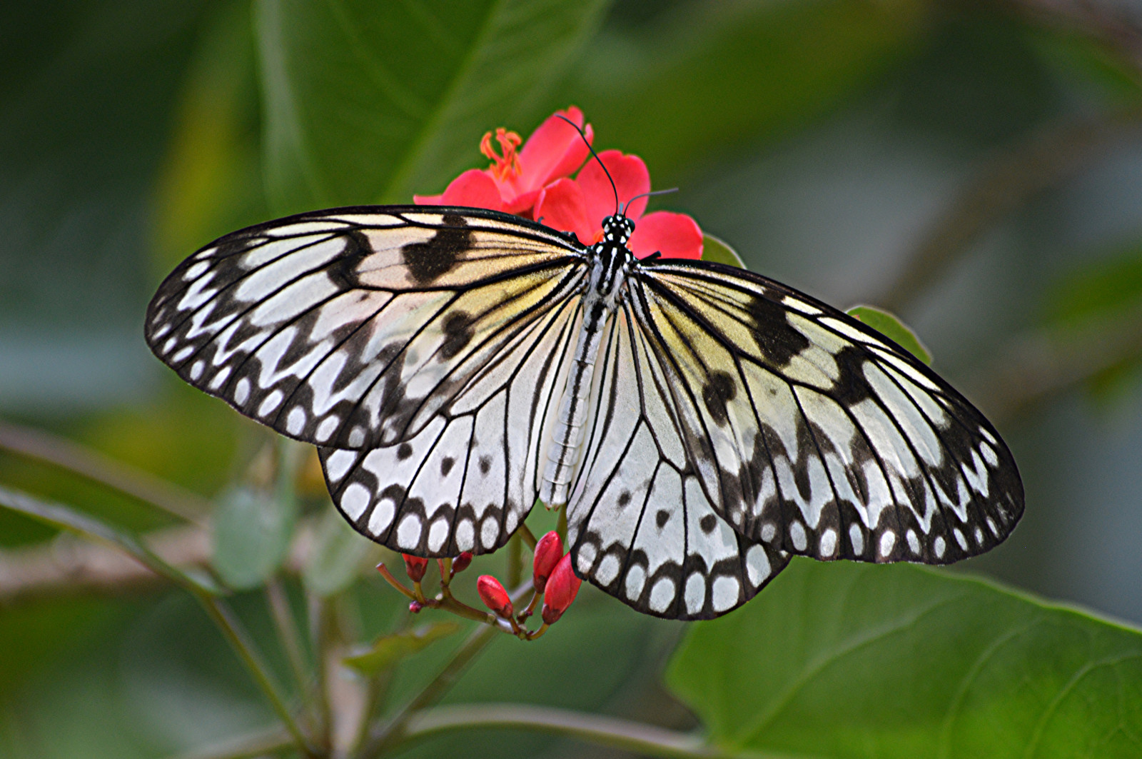 bílý, zahrada, motýl, hmyz, tropický, mol, květ, idealeuconoe, paperkite, ngc, makro fotografie, bezobratlý, členovců, organismus, botanické, nektar, opylovači, můry a motýli, motýl monarcha, Pieridae, štětec footed motýl, Butterflywings, Spicyjatrofa, Jatropha, Gardenfairchild, Tropicsfairchild