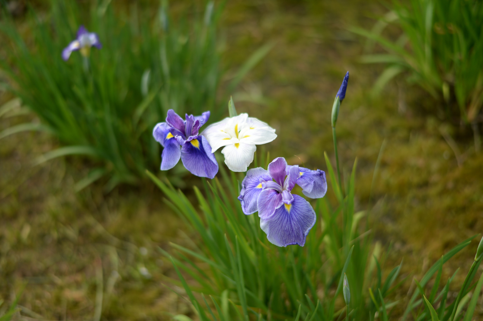 Japonsko, květiny, Příroda, tráva, Sony, Tokio, RX1R, krokus, Duhovka, jp, květ, rostlina, oko, flóra, Zeiss, louka, rx, rx1, rx1rm2, rx1rmark2, mizumoto, mizumotopark, divoká rostlina, prérie, botanika, suchozemská rostlina, kvetoucí rostlina, makro fotografie, iris versicolor, iris rodina