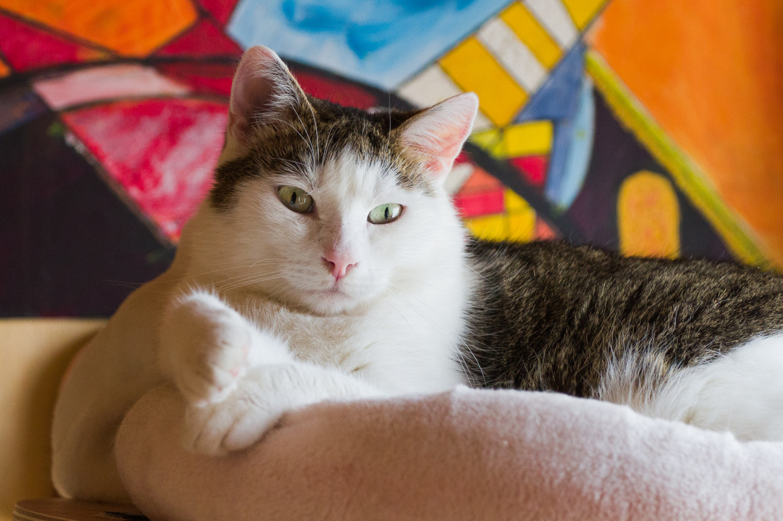 kočka, tygr, kníry, islandský sokol, oko, kotě, fauna, savec, grau, weiss, kočka jako savci, čenich, malé až středně velké kočky, domácí krátké vlasy kočka, mourek, katze, Evropská krátkosrstá, aegean cat