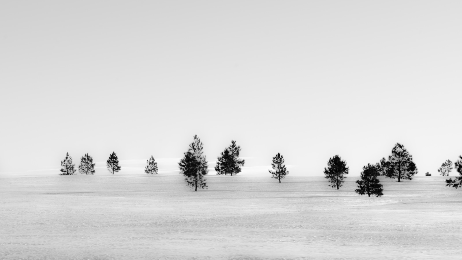 krajina, bílý, černobílý, nebe, sníh, zima, fotografování, makro, uklidnit, led, mráz, horizont, Nikon, objektiv, zmrazení, Wyoming, strom, NIKKOR, primární, micro, D7000, 105mm, ed, vr, AFS, počítač tapeta, Černý a bílý, monochromatické fotografování, 128g, Gillette