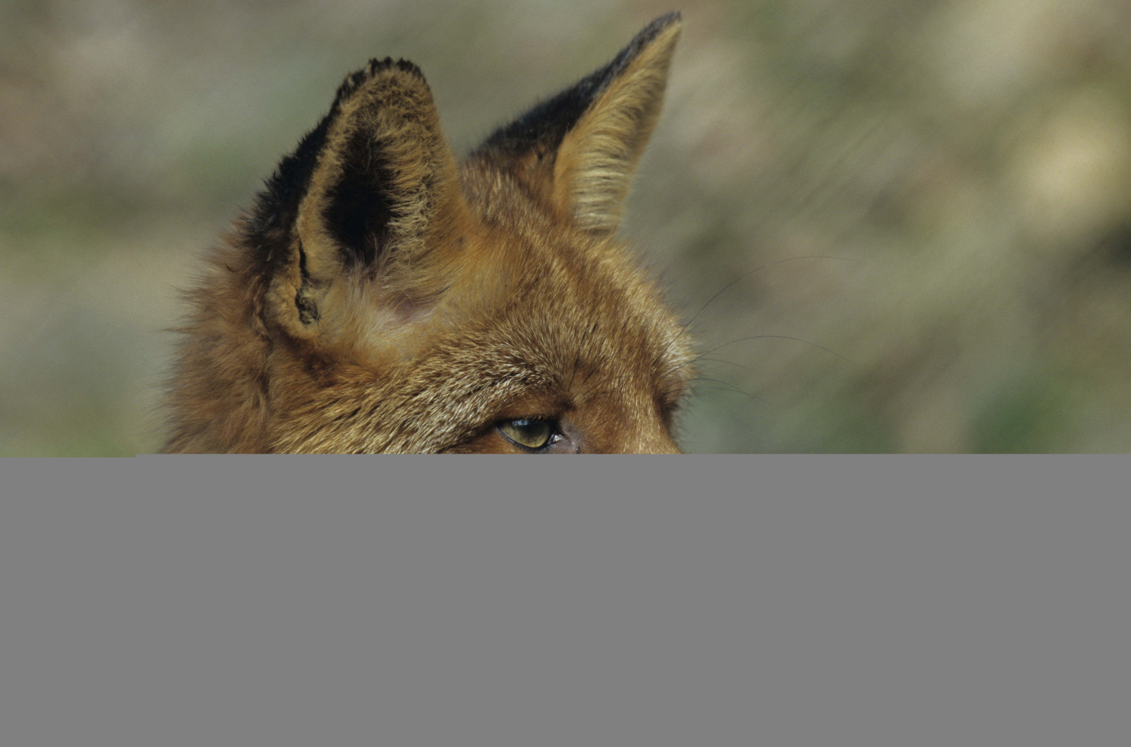arc, vadvilág, róka, fauna, emlős, gerinces, bezár
