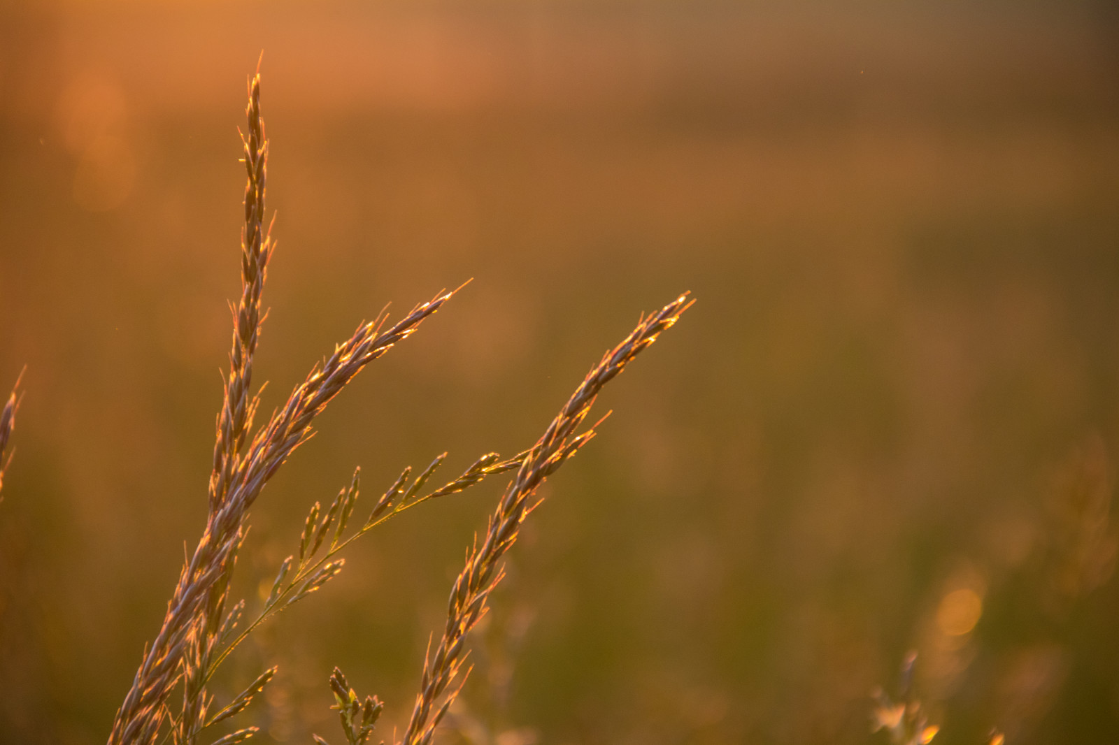 sollys, solnedgang, natur, græs, Mark, fotografering, afdeling, solopgang, morgen, dug, lys, efterår, blad, blomst, plante, flora, eng, prærie, atmosfærisk fænomen, tæt på, makrofotografering, græs familie, stængelplante, fugtighed