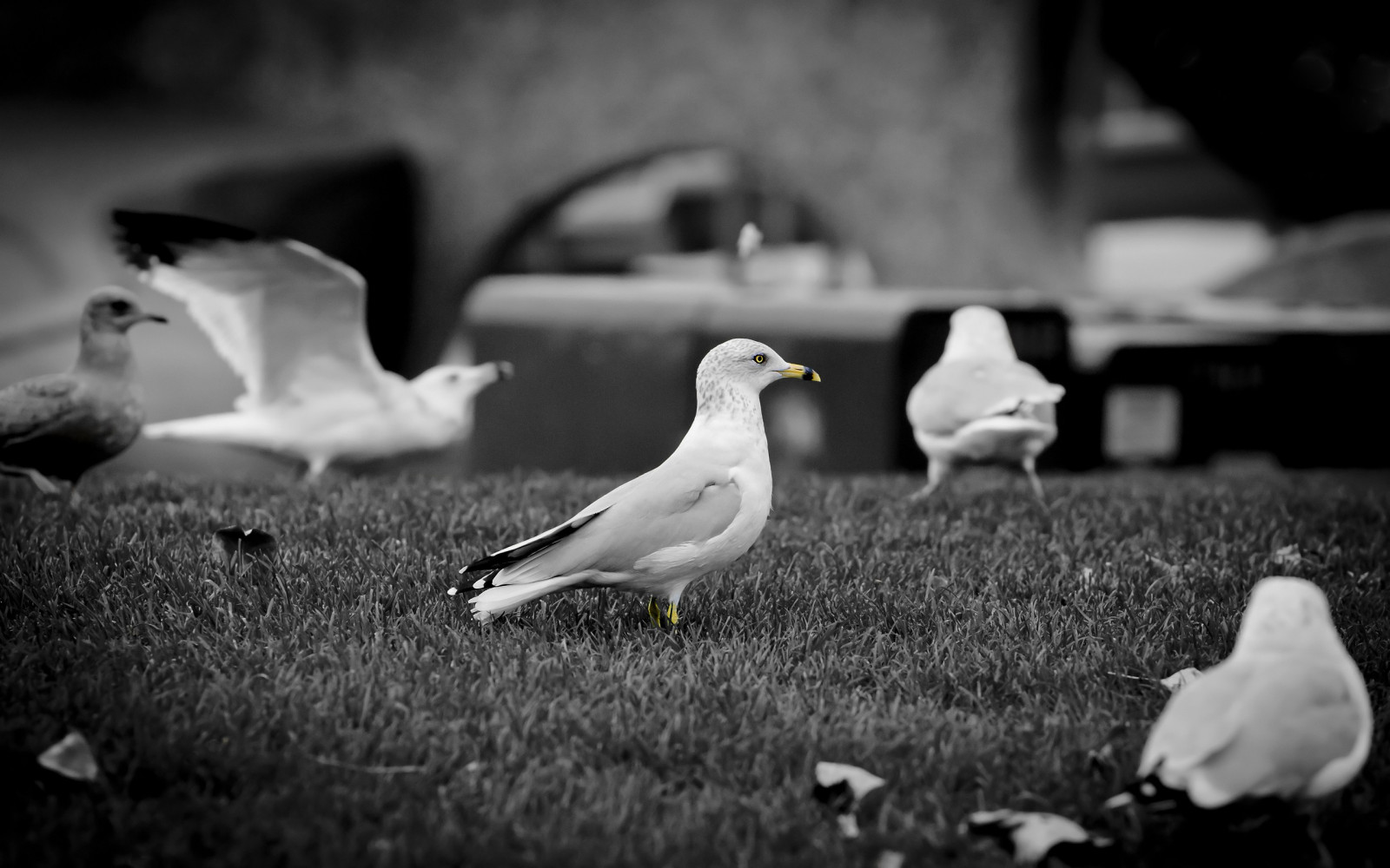 hvid, sort, fugle, dyr, monokrom, fotografering, næb, fugl, måge, havfugle, sort og hvid, monokrom fotografering, Charadriiformes