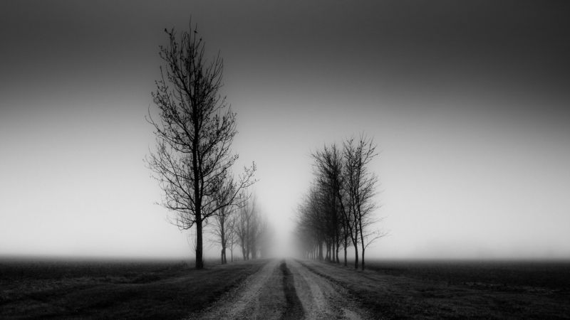 1920x1080 px, paesaggio, monocromo, strada, alberi, nebbia