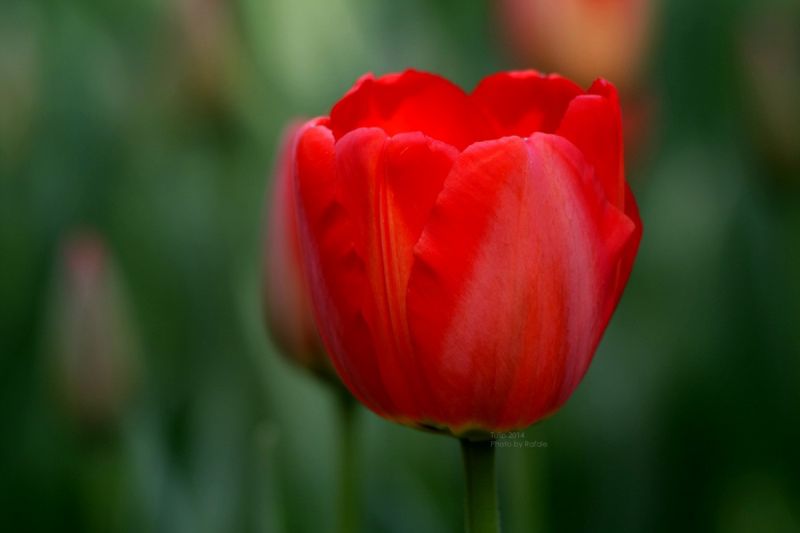 flowers, nature, tulips, flower, plant, red flowers, nature, tulips, flower, plant, red
