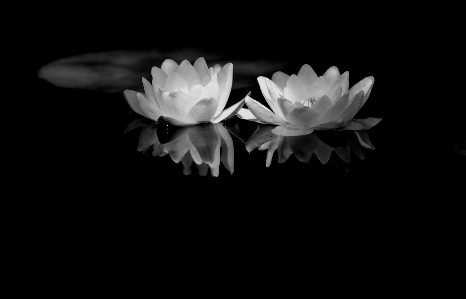 Wallpaper white, Lotus, black, desaturated, flower, floating, flora