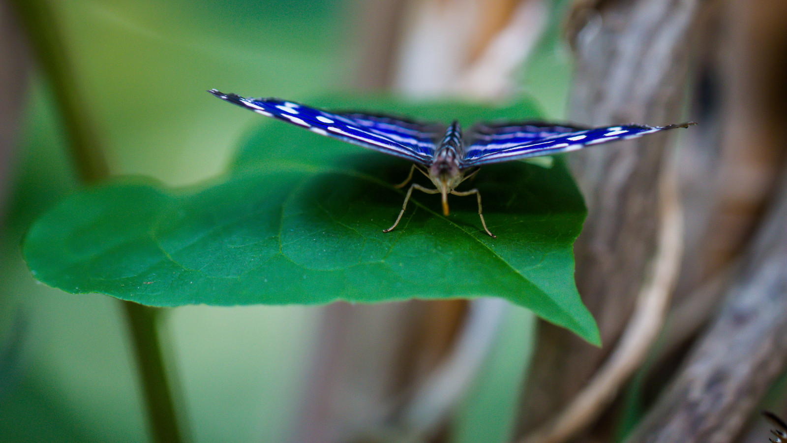 natur, fotografering, sommerfugl, insekt, grøn, blå, blad, blomst, danmark, fj ril, bornholm, nex, sommerfugle, neks, Sommerfuglepark, bornholmssommerfuglepark, fj rilspark, vinge, fauna, tæt på, makrofotografering, stængelplante, hvirvelløse, møl og sommerfugle, lycaenid