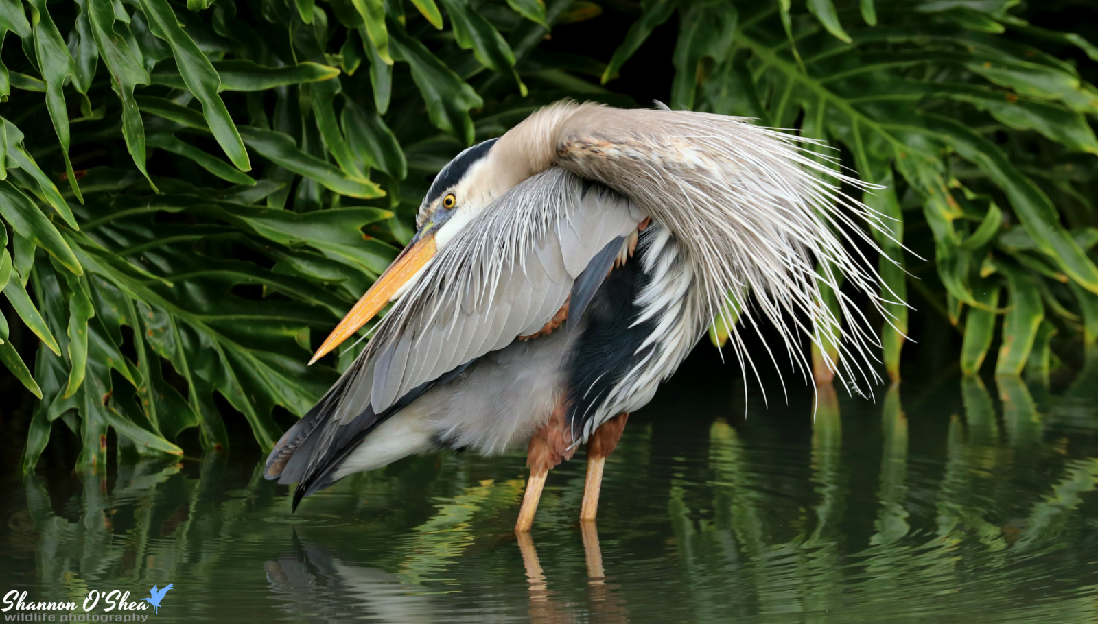 fugl, næb, pelikan, vand, dyreliv, havfugle, pelikanfugle, fjer, hejre