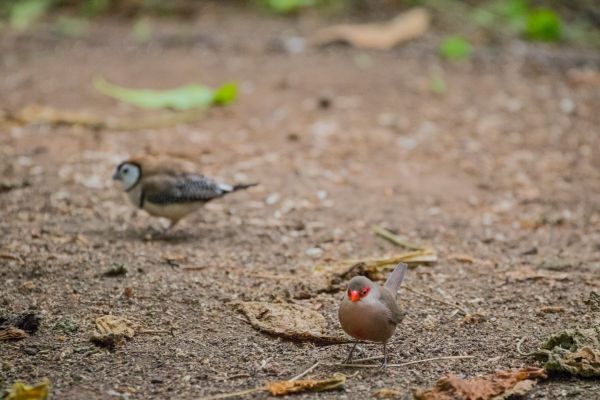 nature, wildlife, Denmark, beak, sparrow, bird