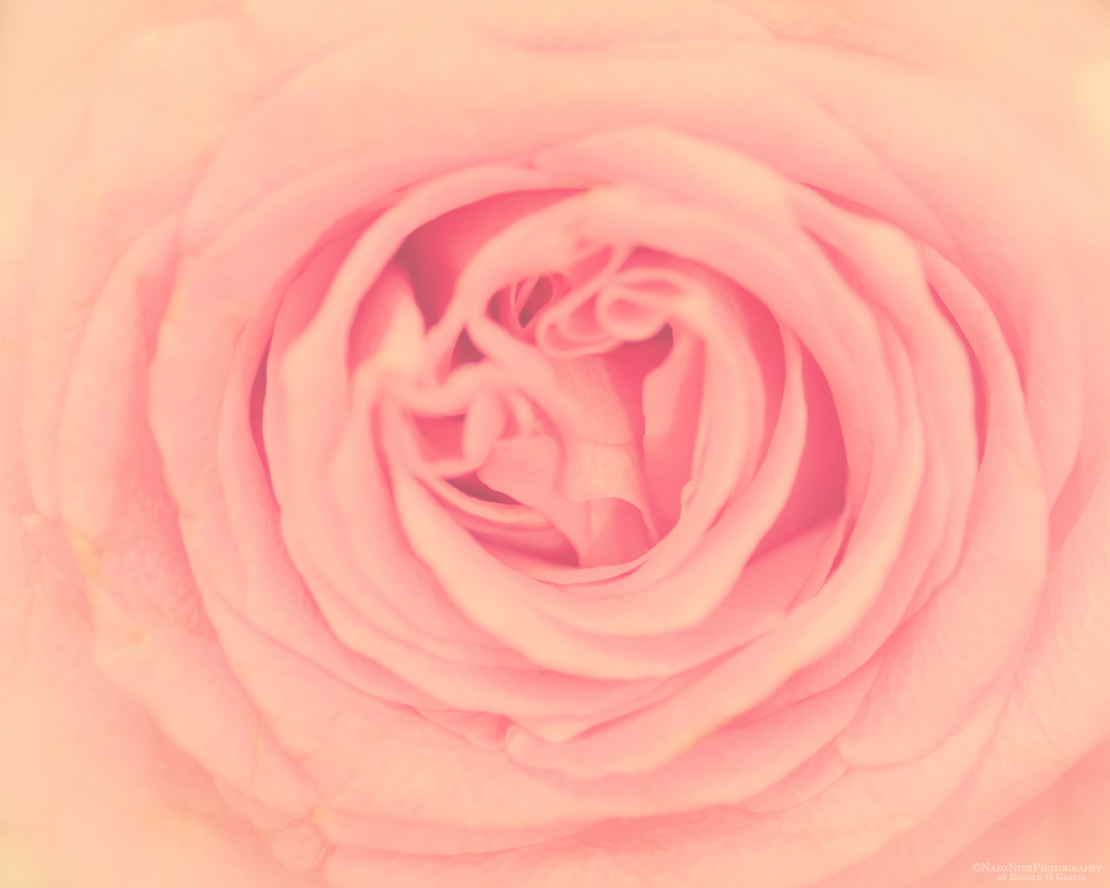 Fond D Ecran Petales Rose Pastel Deepoffield Couleurs Fleur Dof Petale Fujifilmxt10 La Photographie Numerique Phrophotographie Plante Terrestre Plante A Fleurs Fermer Photographie Macro Roses De Jardin Famille Rose Ordre Rose Rosa Fond D Ecran Petales Rose Pastel Deepoffield Couleurs Fleur Dof Petale Fujifilmxt10 La Photographie Numerique Phrophotographie Plante Terrestre Plante A Fleurs Fermer Photographie Macro Roses De Jardin Famille Rose Ordre Rose Rosa