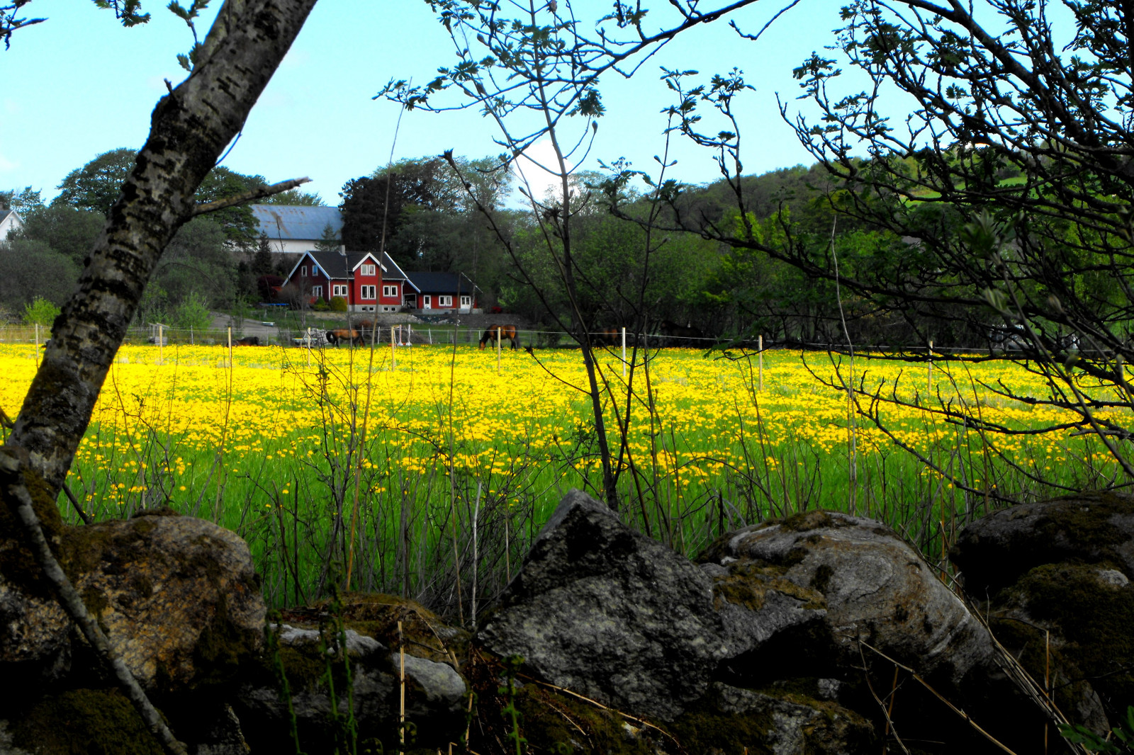 krajina, kopec, Příroda, tráva, nebe, pole, žlutý, Norsko, jaro, strom, list, květ, rostlina, vegetace, zemědělství, louka, plantáž, venkov, tráva rodina, Stavanger, photolovers, Stokkavatnet
