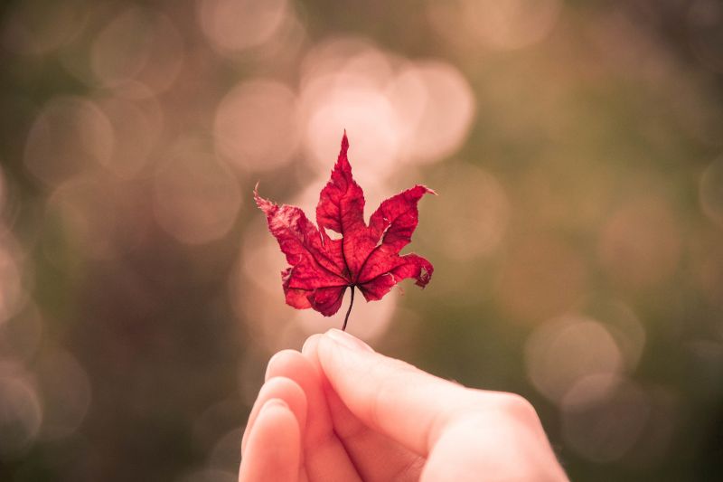 sunlight, love, red, photography, hands, flowers sunlight, love, red, photography, hands, flowers