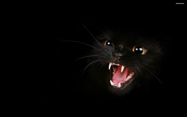 cat,2560x1600 px,artistic,black