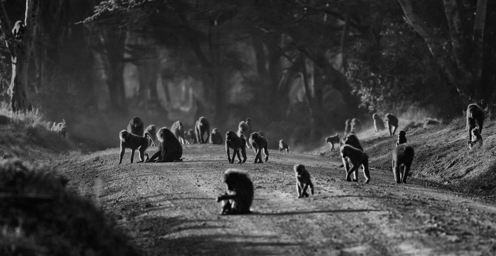 slunečnímu záření, les, Černá, zvěř, černobílý, Příroda, fotografování, Volně žijících živočichů, Afrika, Keňa, 2011, Černý a bílý, strom, zvíře, cestovat, tělesné, natur, ranní světlo, fotografie, tma, SW, Wald, ngc, npc, afrika, reisen, canoneos5dmarkii, anymotion, 5d2, Zvířata, místo výskytu, atmosférický jev, Černý a bílý, monochromatické fotografování, Kenia, morgenlicht, lakenakurunationalpark, olivebaboon, anubisbaboon, anubispavian, gr nerpavian, papioanubis