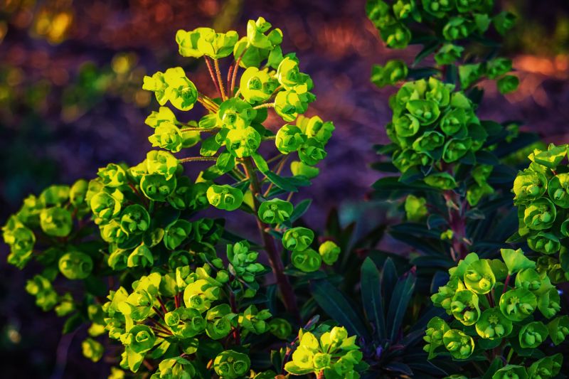 anlegg, flora, blad, blomst, vegetasjon, busk anlegg, flora, blad, blomst, vegetasjon, busk