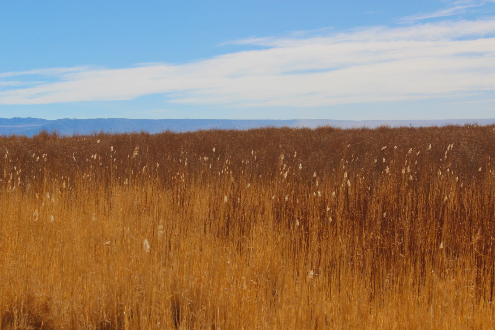 krajina, kopec, Příroda, tráva, pole, mraky, žlutý, ráno, horizont, divočina, Bolívie, pšenice, tundra, step, mokřadní, strom, podzim, lučina, rostlina, louka, prostý, prérie, půda, bažina, venkov, místo výskytu, přírodní prostředí, ekosystém, tráva rodina, savana, ekoregion