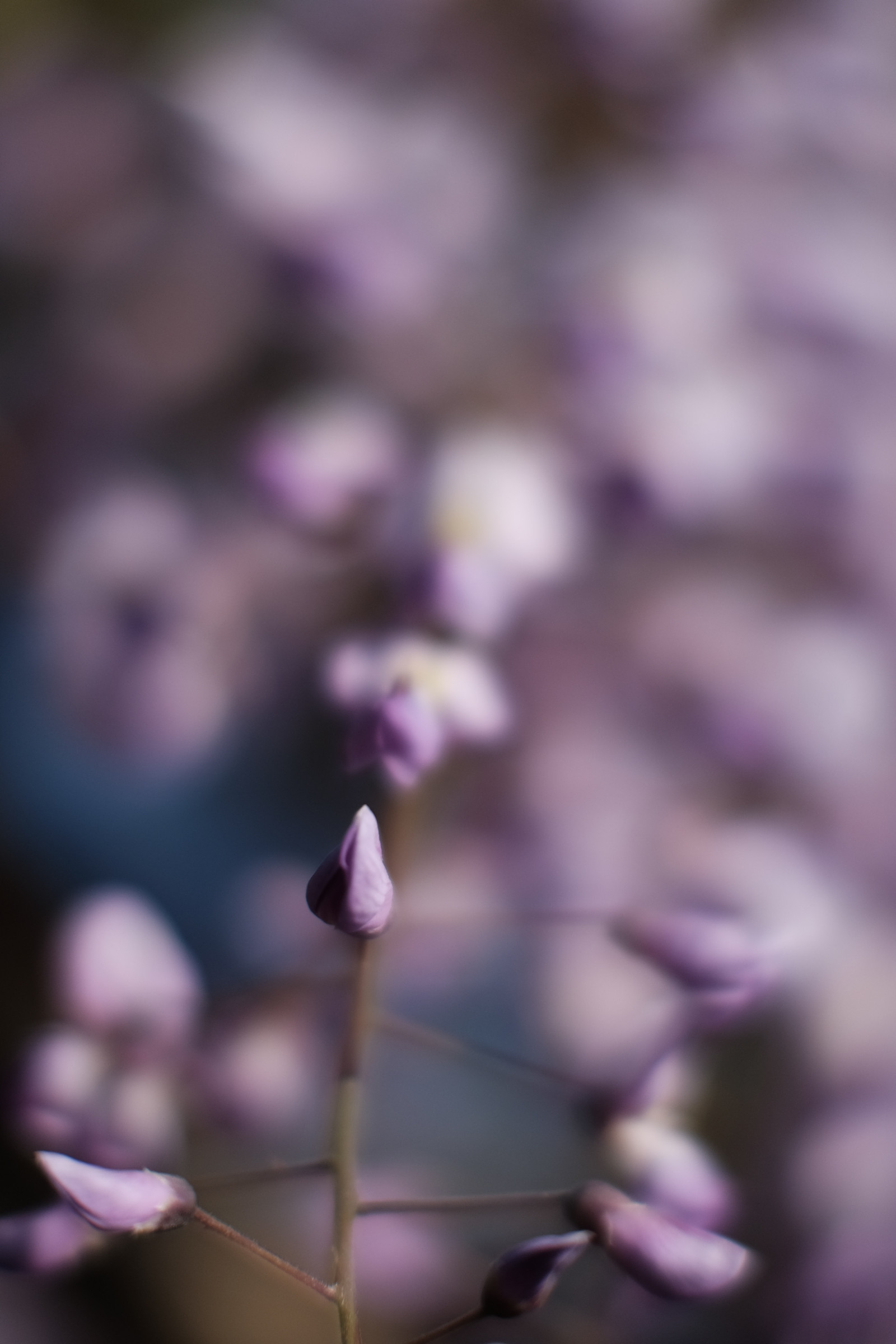 Japonsko, fotografování, nachový, květ, jaro, Tokio, Fujifilm, vistárie, list, květ, rostlina, flóra, okvětní lístek, Fujinon, x, xf56mmf12r, xf56mm, Kameido, XT1, mcex, mcex11, kameidotenjin, divoká rostlina, botanika, suchozemská rostlina, kvetoucí rostlina, zblízka, makro fotografie