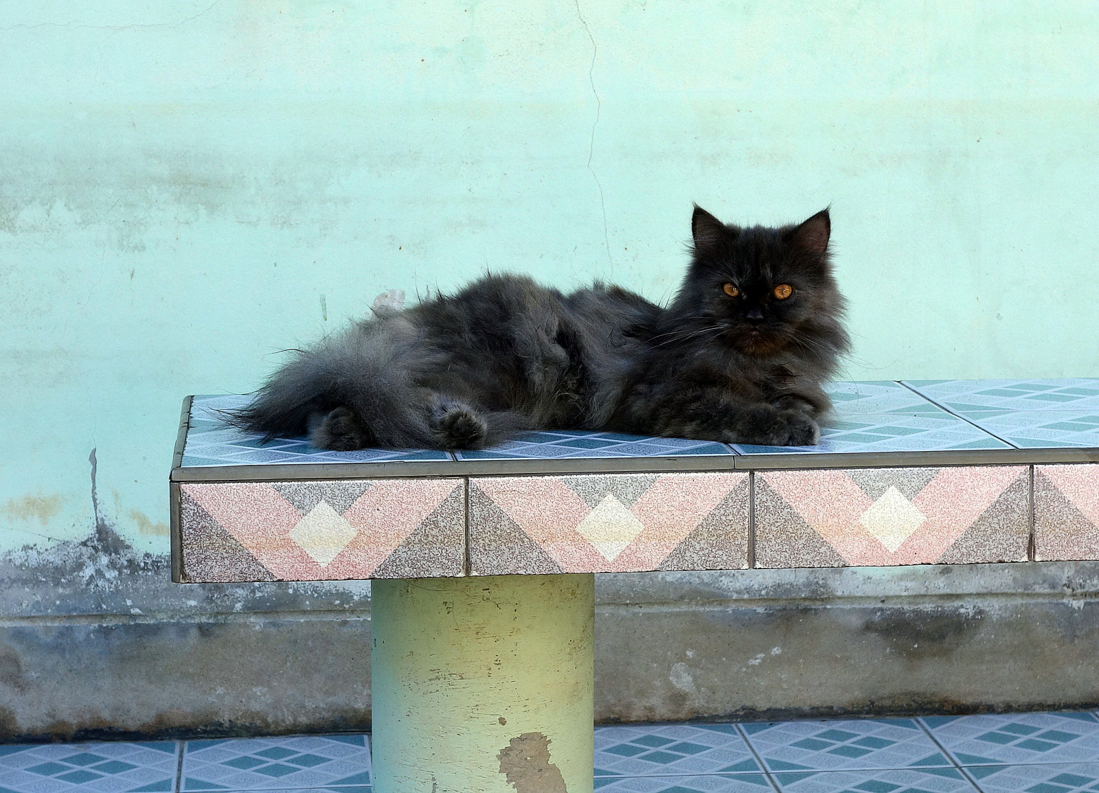 kočka, malé až středně velké kočky, kočka jako savci, kníry, čenich, carnivoran, kotě, Norská lesní kočka