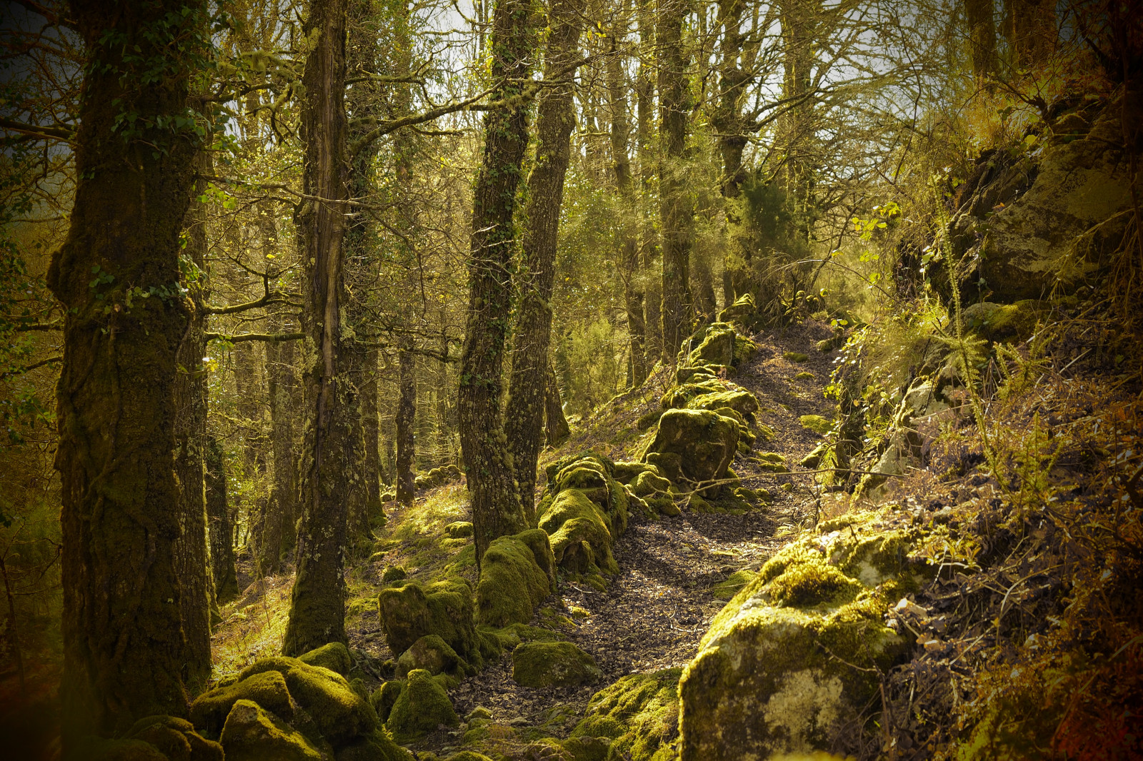 luce del sole, alberi, foresta, natura, ramo, muschio, natura selvaggia, giungla, ruscello, foresta pluviale, albero, autunno, foglia, pianta, stagione, pista, bosco, habitat, ambiente naturale, pianta legnosa, caratteristica geografica, ecosistema, temperata foresta di conifere, bioma, vecchia foresta di crescita, foresta temperata, deciduo