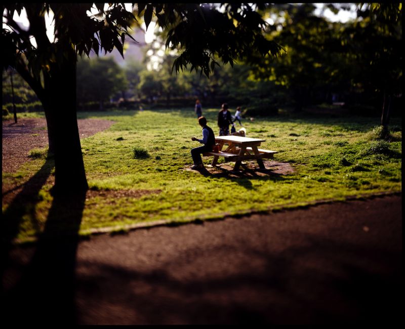 natura, pianta, albero, foglia, pianta legnosa, erba
