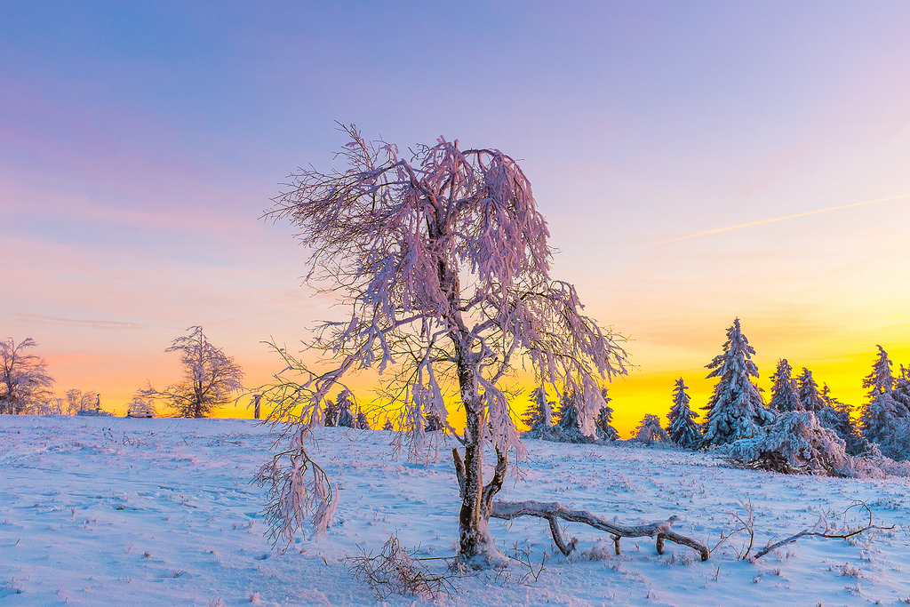 slunečnímu záření, stromy, krajina, kontrast, západ slunce, nebe, sníh, zima, mraky, větev, svítání, Měsíc, modrý, led, večer, ráno, Německo, mráz, slunce, divočina, soumrak, jedle, banka, odpočinek, strom, podzim, barvy, hora, květ, záře, počasí, svítání, rostlina, sezóna, zamrzlý, deutschland, forrest, Wald, ngc, Schnee, sonnenuntergang, Farben, baum, mraky, syn, intenzivní, nRW, westfalen, eis, ast, abend, mond, přírodní prostředí, atmosférický jev, dřevina, Winterberg, intensiv, Sauerland, Fichte, Tanne, Asten, Kahler, Olsberg, Altastenberg
