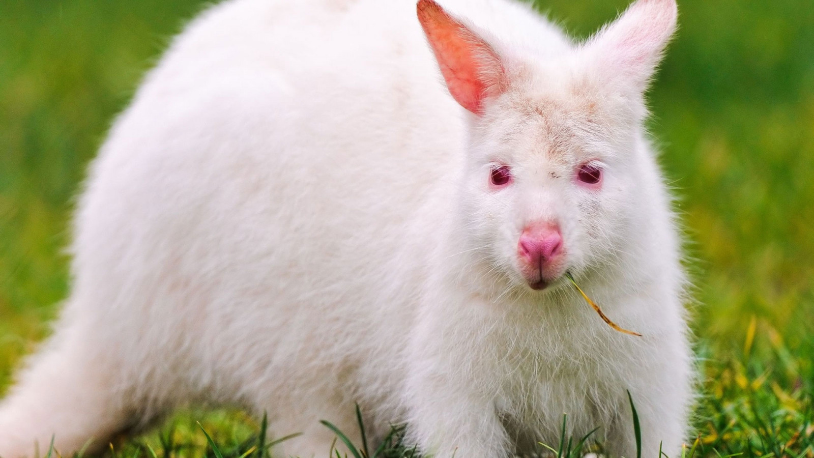 Wallpaper : eyes, grass, albino, kangaroo, mammal, blade, vertebrate ...
