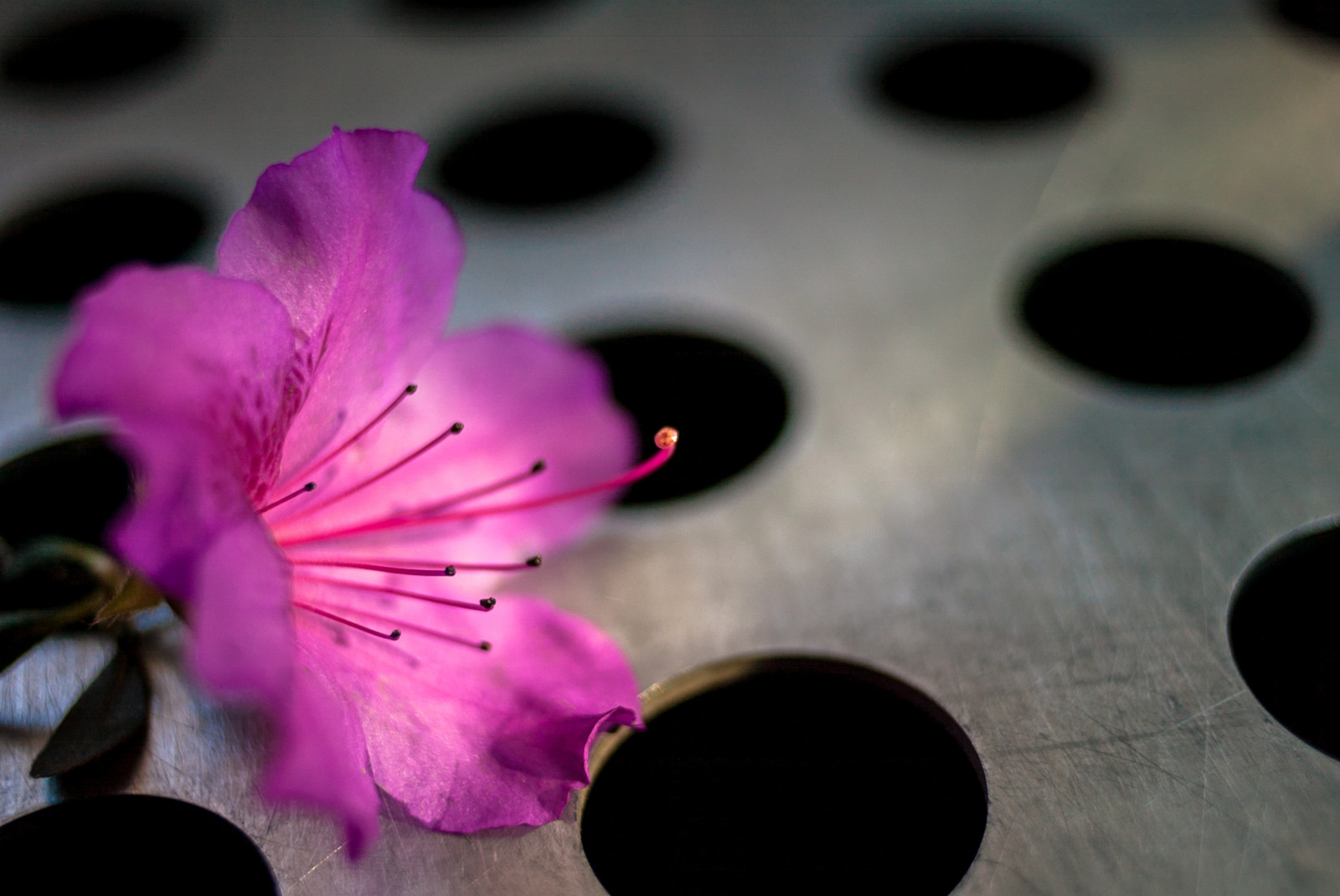 květ, růžový, flóra, rostlina, nachový, zblízka, okvětní lístek, makro fotografie, květ, závod stonek, jaro, počítač tapeta, zátiší fotografování