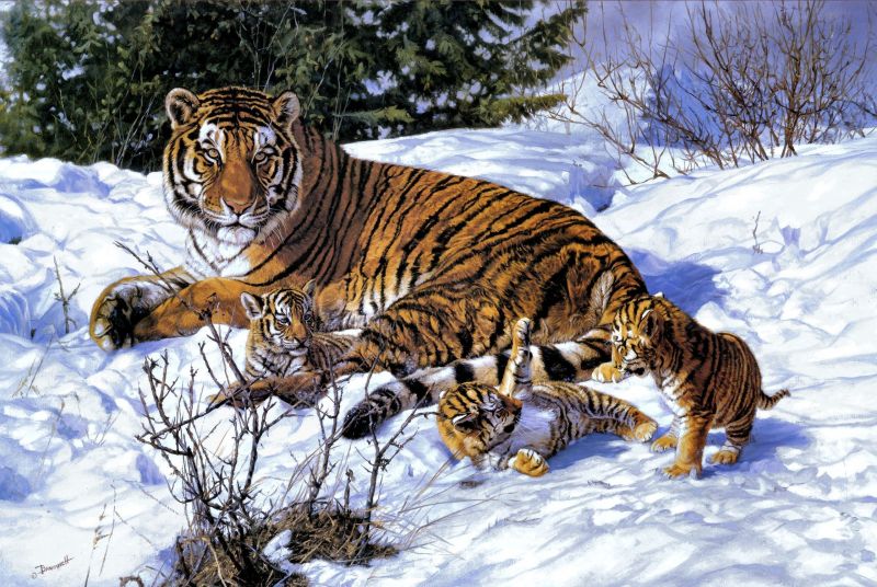 zvěř, sníh, tygr, Volně žijících živočichů, velké kočky, fauna zvěř, sníh, tygr, Volně žijících živočichů, velké kočky, fauna