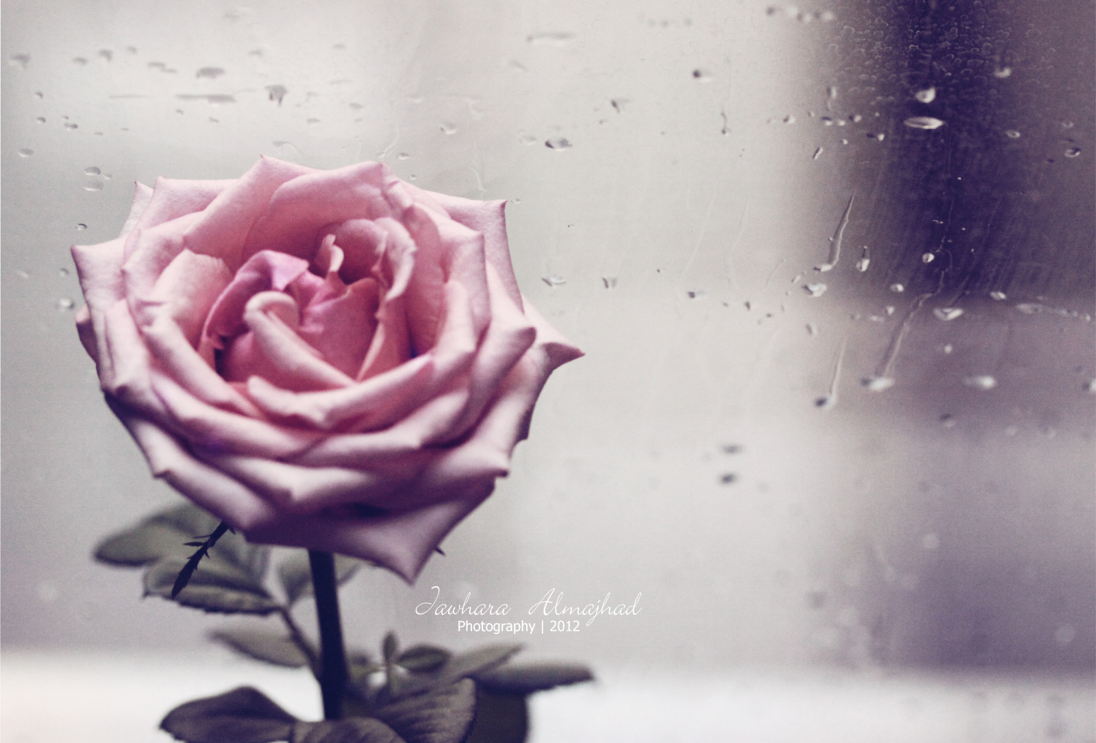 déšť, nachový, fialový, sklenka, růže, růžový, malíček, květ, rostlina, deštivý, okvětní lístek, kapky vody, počítač tapeta, kvetoucí rostlina, zblízka, zátiší fotografování, zahradní růže, růže rodina, růže objednávka, rosa centifolia, stock photography