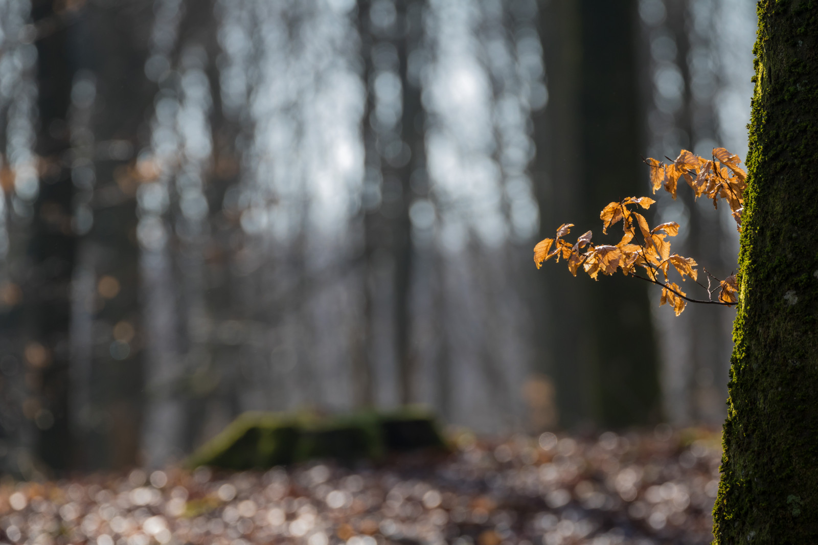 sunlight, landscape, forest, nature, grass, wood, branch, wildlife, bokeh, spring, tree, autumn, leaf, plant, tr d, woods, skog, exif model canoneos760d, geocountry, camera make canon, geocity, camera model canoneos760d, geostate, geolocation, exif make canon, exif isospeed 200, exif aperture 50, exif lens ef70300mmf456lisusm, exif focallength 221mm, hunner dsmosse, woodland, grove, twig, woody plant, biome, trunk, old growth forest, temperate broadleaf and mixed forest, deciduous, lov
