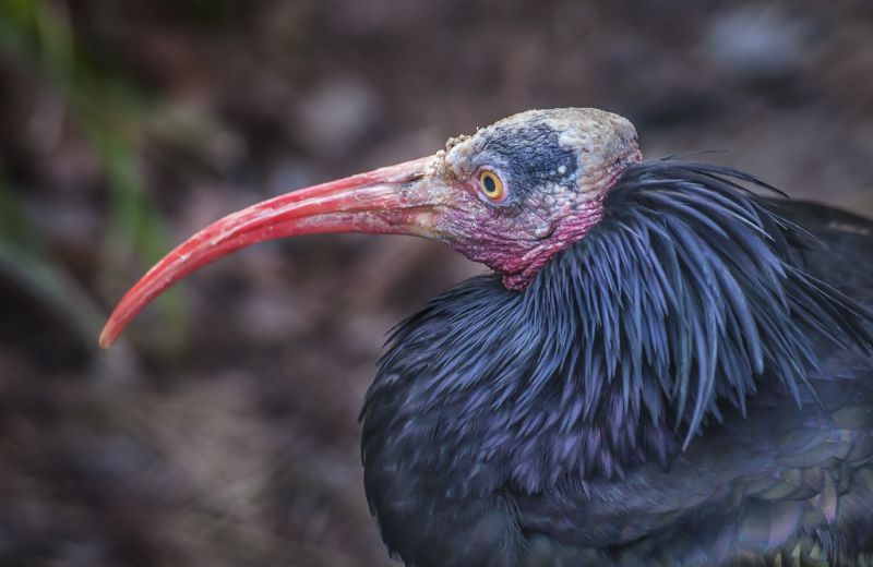 pássaro,bico,íbis,fauna,fechar-se,pena