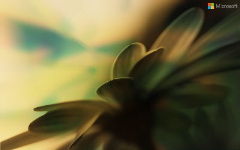 lumière du soleil,fenêtre,vert,Windows XP,la photographie,jaune