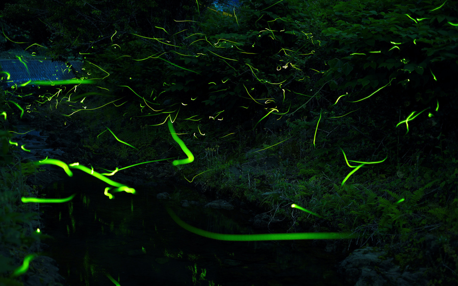 Wallpaper 1920x1200 px, abstract, bright, Firefly, flies, forest