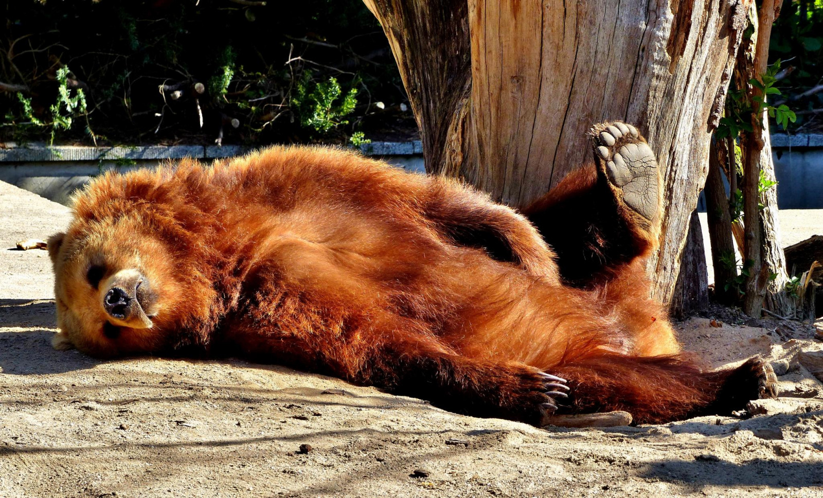 Fond D cran Allemagne Faune Fourrure Zoo Ours Brun Rostock 