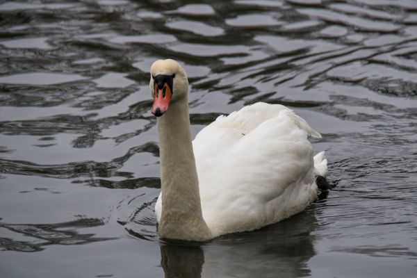 water,reflection,wildlife,swan,beak,bird