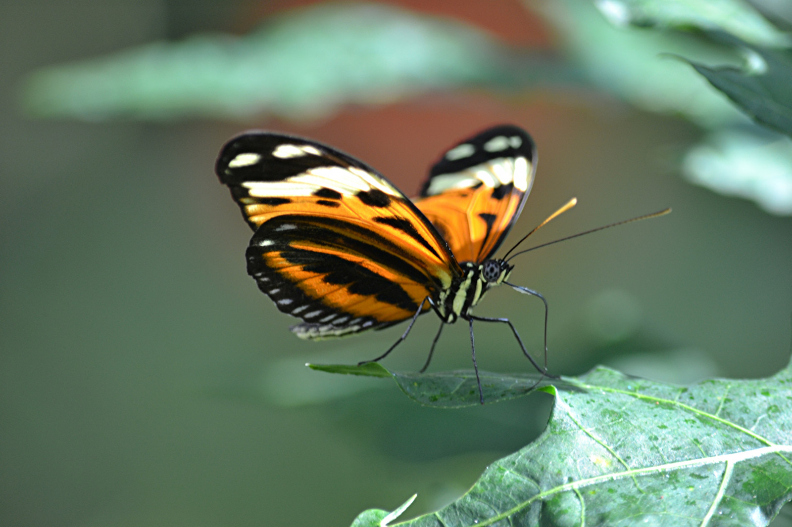 tygr, motýl, hmyz, mygearandme, heliconius, mygearandmepremium, mygearandmebronze, coth5, sunrays5, supershot, makro fotografie, bezobratlý, členovců, organismus, nektar, opylovači, můry a motýli, lycaenid, motýl monarcha, Pieridae, fairchildtropicalbotanicgarden, wingsofthetropics, štětec footed motýl, fairchildgarden, Heliconianbutterfly, Heliconiusnumata, Heliconiustiger