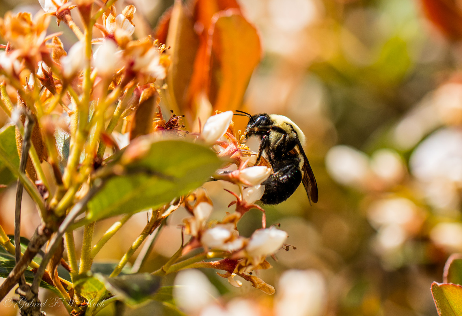 Bee Outside Wallpaper : Bee, Bumblebee, honeybee, garden, flowers, outdoor, outside ...
