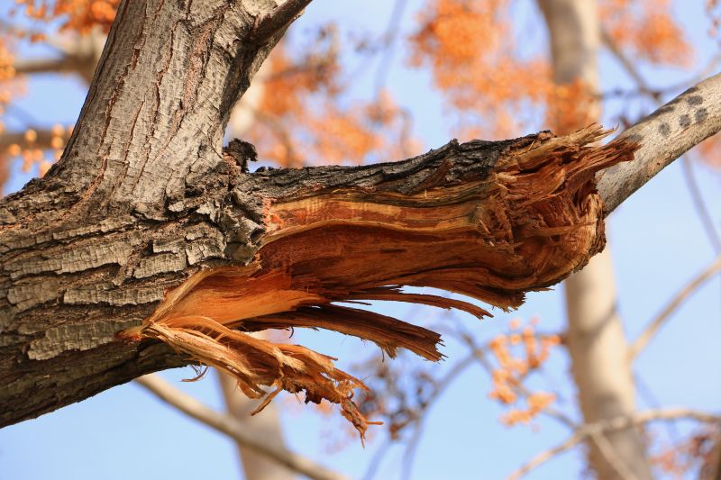嵐,木材,ブランチ,ボケ,光,木