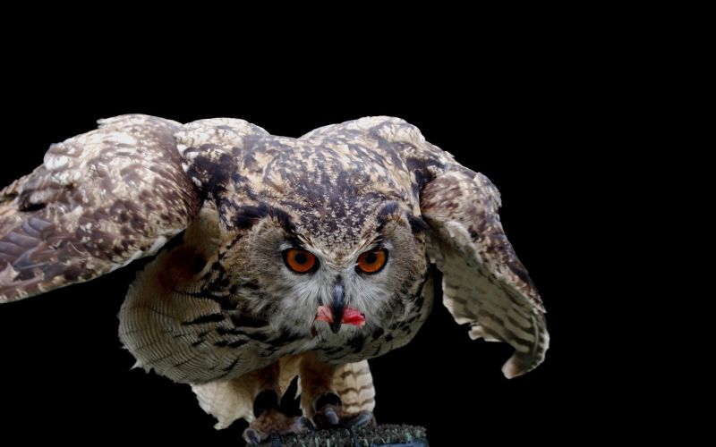 ptactvo, sova, figurka, sochařství, dravý pták, pták