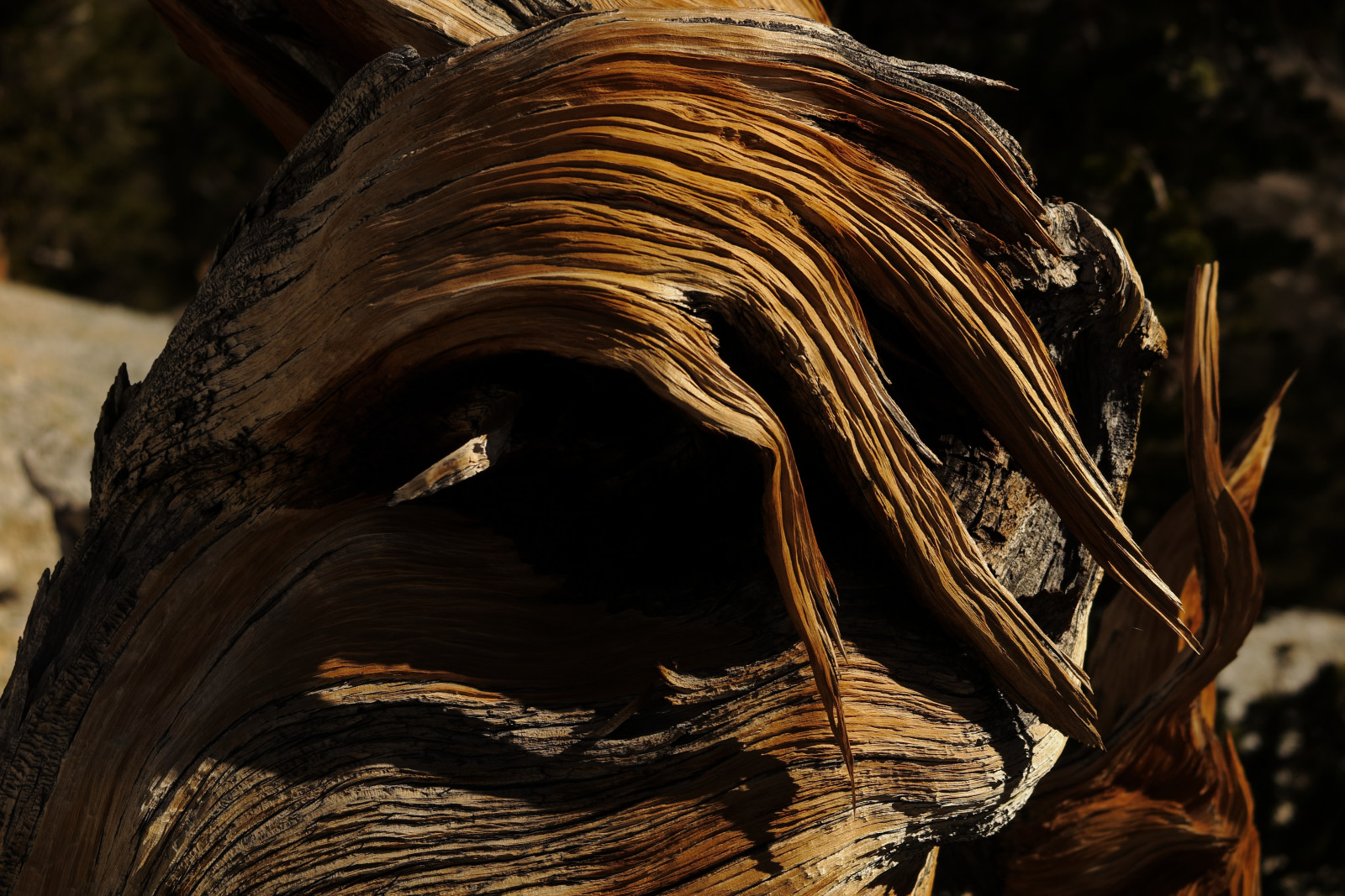 zblízka, dřevo, organismus, strom, Skála, stock photography, čenich, rostlina, Formace, Volně žijících živočichů, kufr