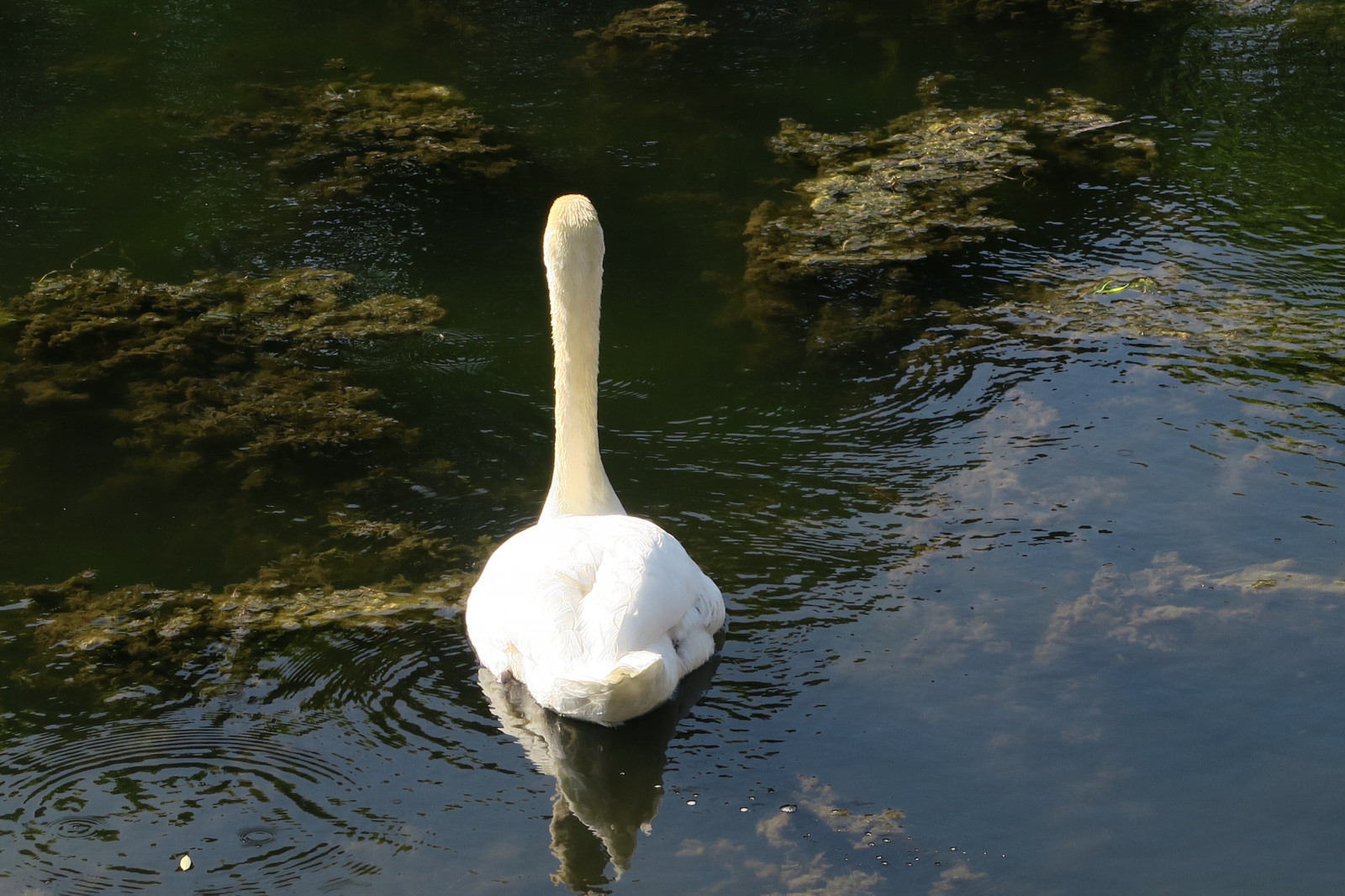 voda, Příroda, odraz, Volně žijících živočichů, labuť, Kánon, kachna, Tokio, zobák, pták, křídlo, silná rána, g7x, theimperialpalace, fauna, vodní ptáci, obratlovců, vodní pták, kachen, hus a labutě