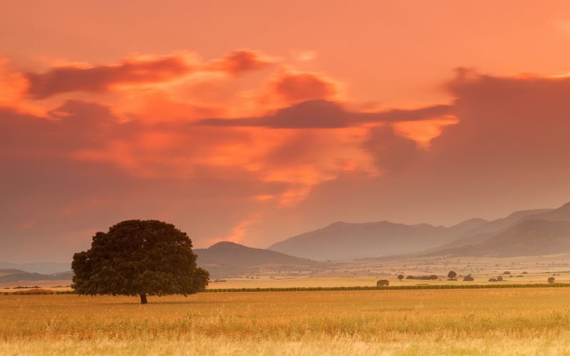 trees, landscape, sunset, hill, nature, sky trees, landscape, sunset, hill, nature, sky